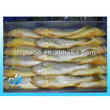 CONGELÉ LARGE YAKLOW CROAKER FISH (SEAFOOD)